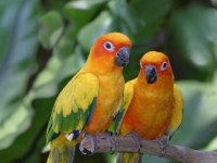 Photo de Aratinga