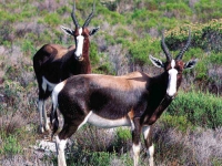 Photo de Bontebok