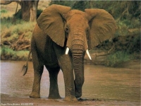 Photo de Elephant