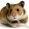 Photo de Hamster