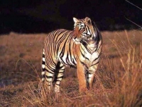 Photo de Shere-khan