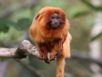 Photo de Tamarin