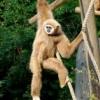 Photo de Gibbon