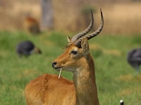 Photo de Puku