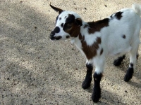 Photo de Chevreau