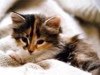 Photo de Chaton