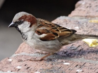 Photo de Moineau