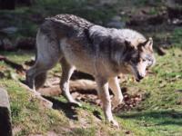 Photo de Loup