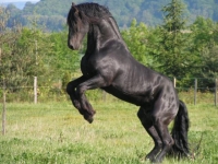 Photo de Frison