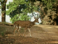 Photo de Chital