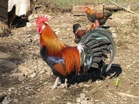 Photo de Coq