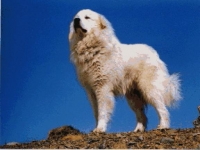 Photo de Patou