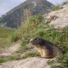 Photo de Marmotte