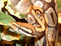 Photo de Python