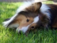 Photo de Sheltie