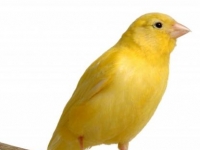 Photo de Canari