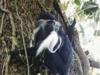 Photo de Colobe