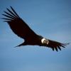 Photo de Condor