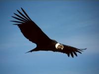 Photo de Condor