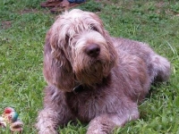 Photo de Spinone