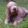 Photo de Spinone