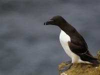 Photo de Pingouin
