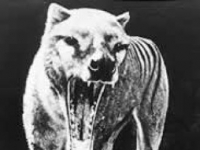 Photo de Thylacine