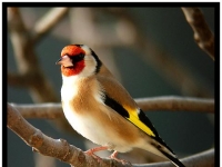 Photo de Chardonneret