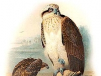 Photo de Balbuzard
