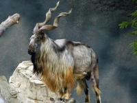 Photo de Markhor