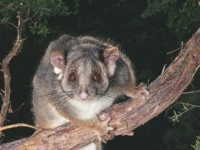 Photo de Possum