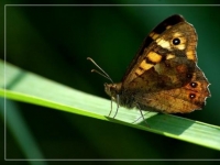 Photo de Tircis