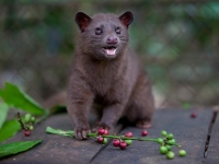 Photo de Luwak