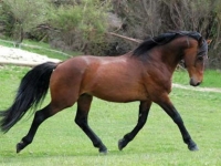 Photo de Holsteiner