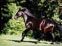 Photo de Kabardin