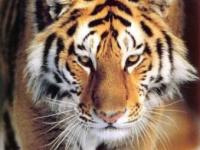 Photo de Tigre