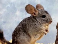 Photo de Chinchilla