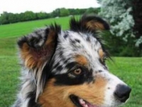 Photo de Aussie