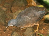 Photo de Tinamou