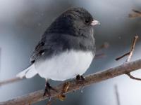 Photo de Junco