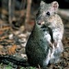 Photo de Potoroo