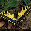 Photo de Machaon