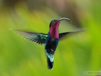 Photo de Colibri
