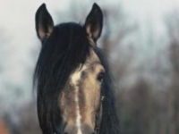 Photo de Dartmoor