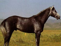 Photo de Karabair