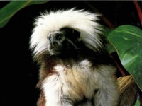 Photo de Saguinus