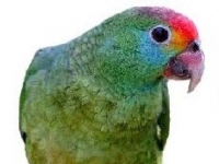 Photo de Cumatanga