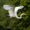 Photo de Aigrette