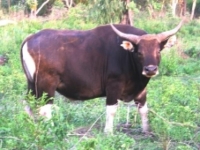 Photo de Banteng