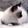 Photo de Ragdoll